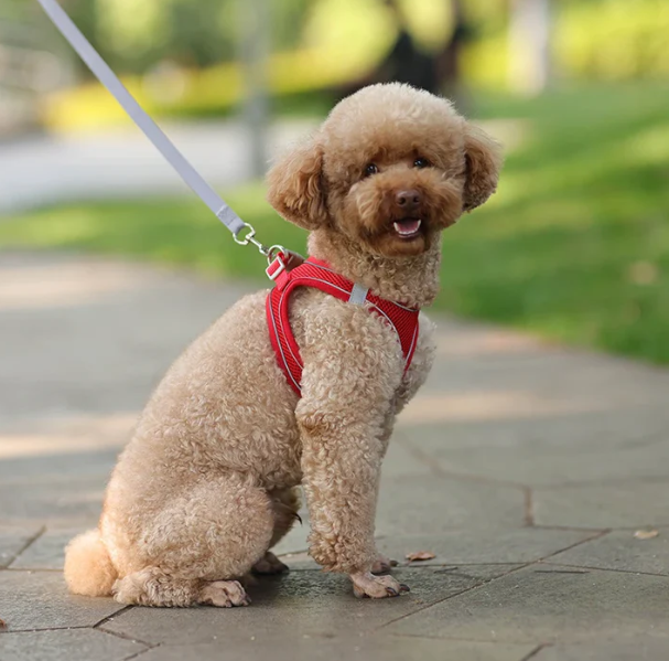 Reflective Adjustable Pet Harness Vest with Chest Rope Set - Perfect for Small to Medium Dogs, Breathable Design for Comfortable Outdoor Walks