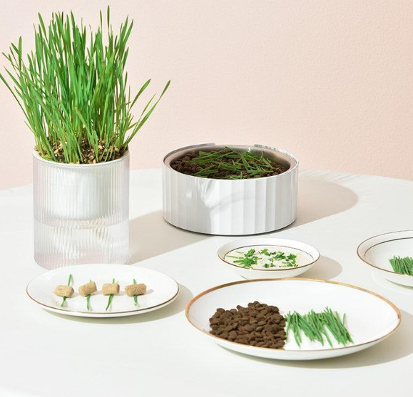🐱All-in-One Soil-Free Cat Grass Grow Kit with Australian Seed and Mulch, Made in Australia