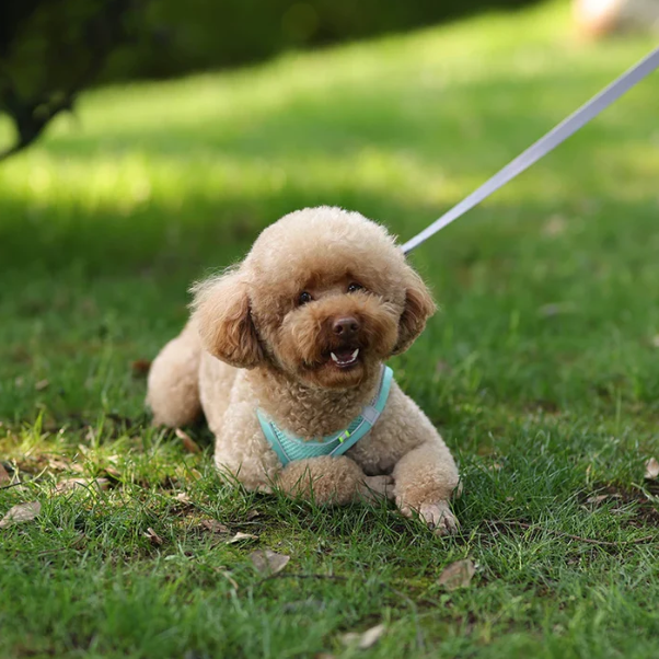 Reflective Adjustable Pet Harness Vest with Chest Rope Set - Perfect for Small to Medium Dogs, Breathable Design for Comfortable Outdoor Walks