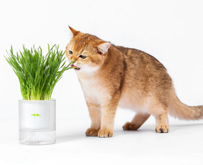 🐱All-in-One Soil-Free Cat Grass Grow Kit with Australian Seed and Mulch, Made in Australia