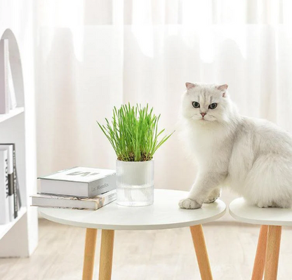 🐱All-in-One Soil-Free Cat Grass Grow Kit with Australian Seed and Mulch, Made in Australia