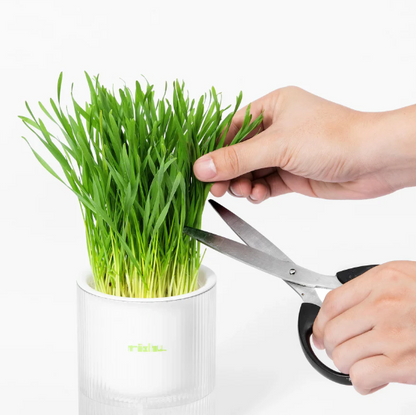 🐱All-in-One Soil-Free Cat Grass Grow Kit with Australian Seed and Mulch, Made in Australia
