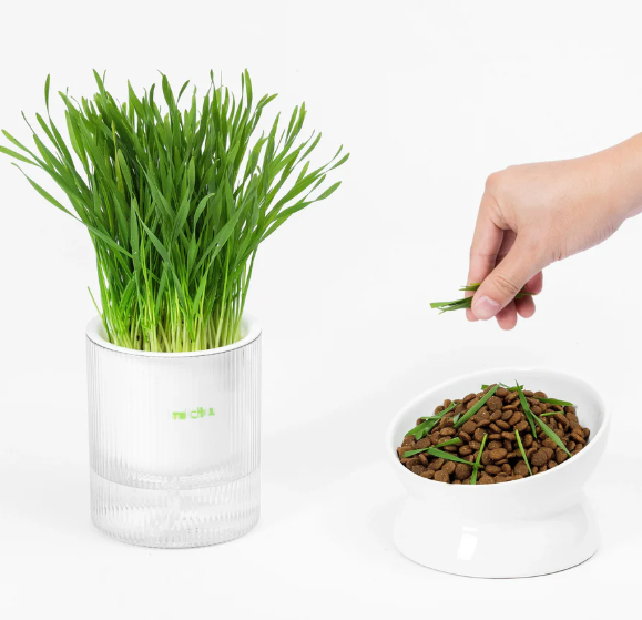 🐱All-in-One Soil-Free Cat Grass Grow Kit with Australian Seed and Mulch, Made in Australia