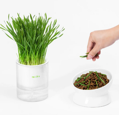 🐱All-in-One Soil-Free Cat Grass Grow Kit with Australian Seed and Mulch, Made in Australia