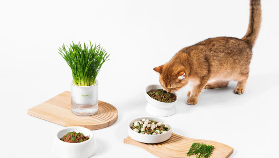 🐱All-in-One Soil-Free Cat Grass Grow Kit with Australian Seed and Mulch, Made in Australia