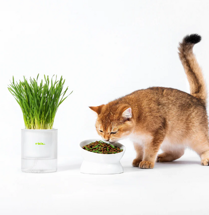 🐱All-in-One Soil-Free Cat Grass Grow Kit with Australian Seed and Mulch, Made in Australia